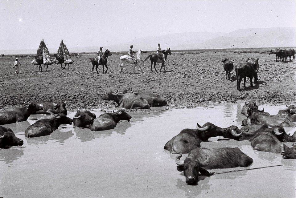 BUFFALOS SOAKING IN A MUD HOLE IN THE HULA VALLEY. תאו משתכשכים בביצת החולה.