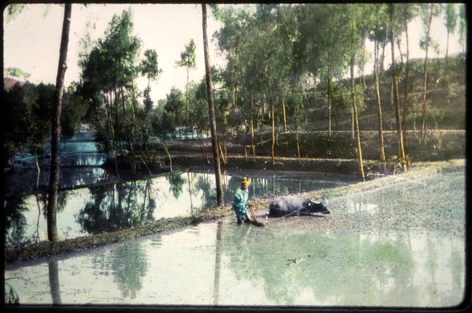 Irrigation of rice fields, Suzhou, Jiangsu, China, ca.1900-1919
"Irrigation of rice fields.  Soochow [now Suzhou]."  A man is working to irrigate rice fields with the help of a water buffalo.; Caption