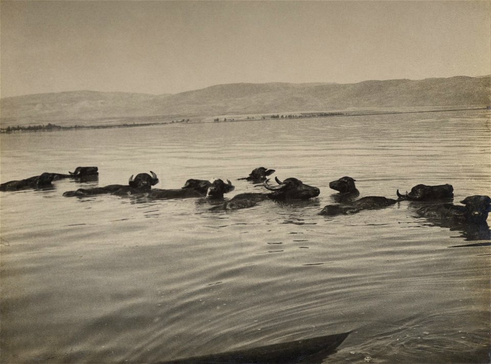 Wildlife and Plants of Israel