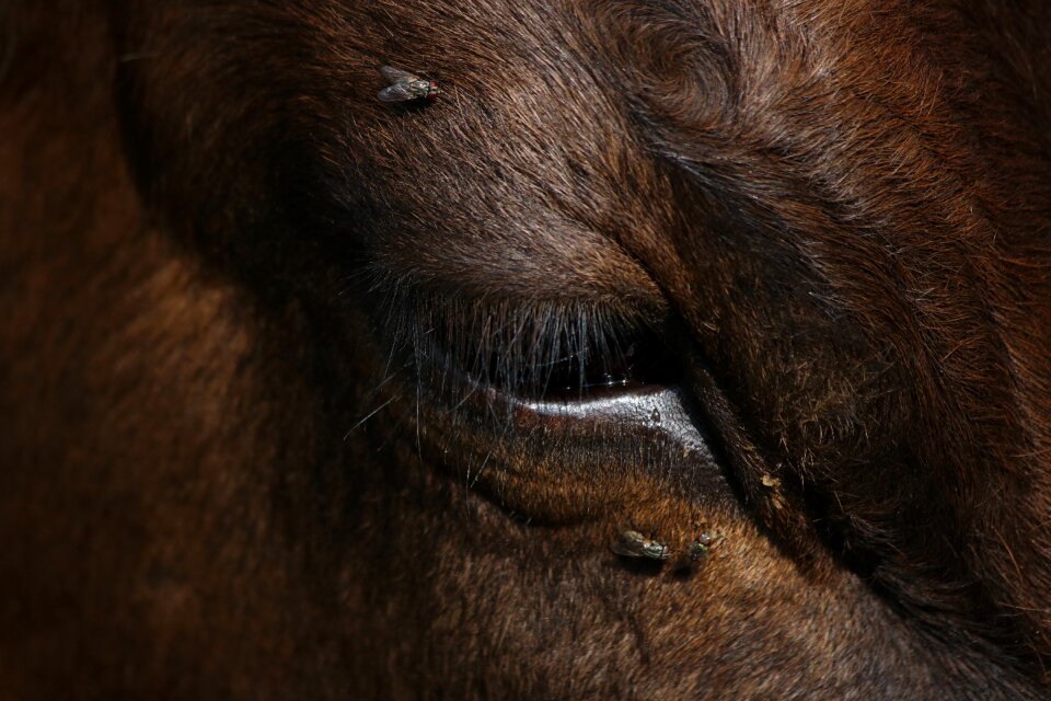 Close up cattle head