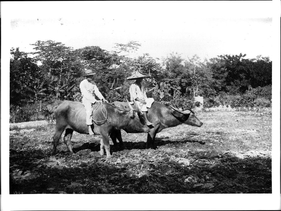 Two men riding water buffalos in the Philippine, ca.1900
Photograph of two men riding water buffalos in the Philippine, ca.1900. One man wears a wide conical hat; the other wears a straw hat with a na