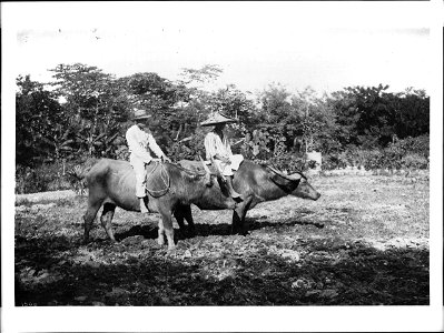 Two men riding water buffalos in the Philippine, ca.1900
Photograph of two men riding water buffalos in the Philippine, ca.1900. One man wears a wide conical hat; the other wears a straw hat with a na