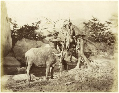 A view of a water buffalo being tethered as bait for a tiger