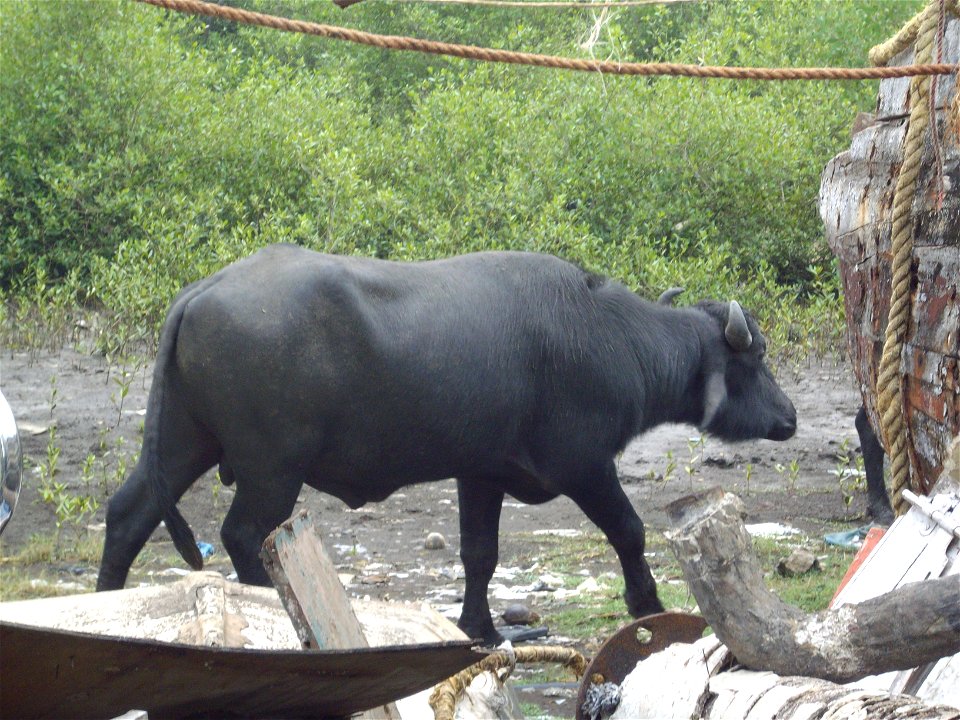 A beautiful  non-castrated male buffalo in prime physical condition.This buffalo chrged me while i attempted "Shooting" it from the front, scared of my camera, rather than the red shirt i was wearing 