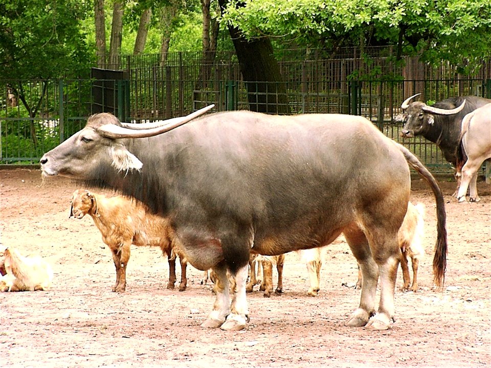 Asiatic water buffalo and goats in zoo Tierpark Berlin-Friedrichsfelde, Berlin, Germany.