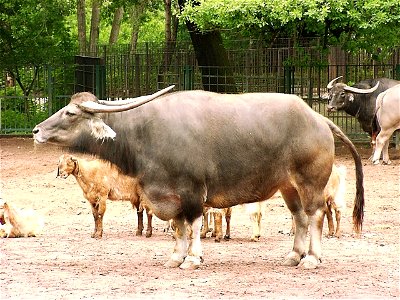 Asiatic water buffalo and goats in zoo Tierpark Berlin-Friedrichsfelde, Berlin, Germany.