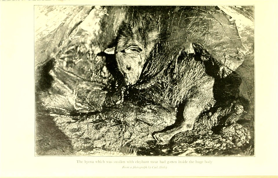 African game trails; an account of the African wanderings of an American hunter-naturalist. With illustrations from photographs by Kermit Roosevelt and other members of the expedition, and from drawin