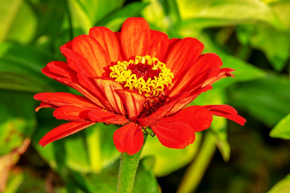 Bloom bright red