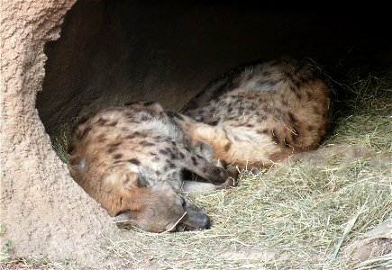 Spotted Hyena, (Crocuta crocuta)