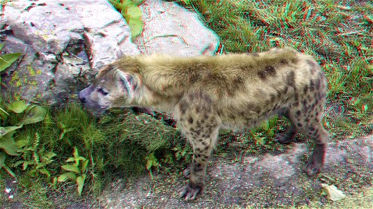 anaglyph stereo red/cyan