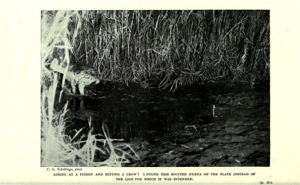 In wildest Africa /  by C.G. Schillings ; translated from German By Frederic Whyte ; with over 300 photographic studies direct from the author's negatives, taken by day and night ; and 