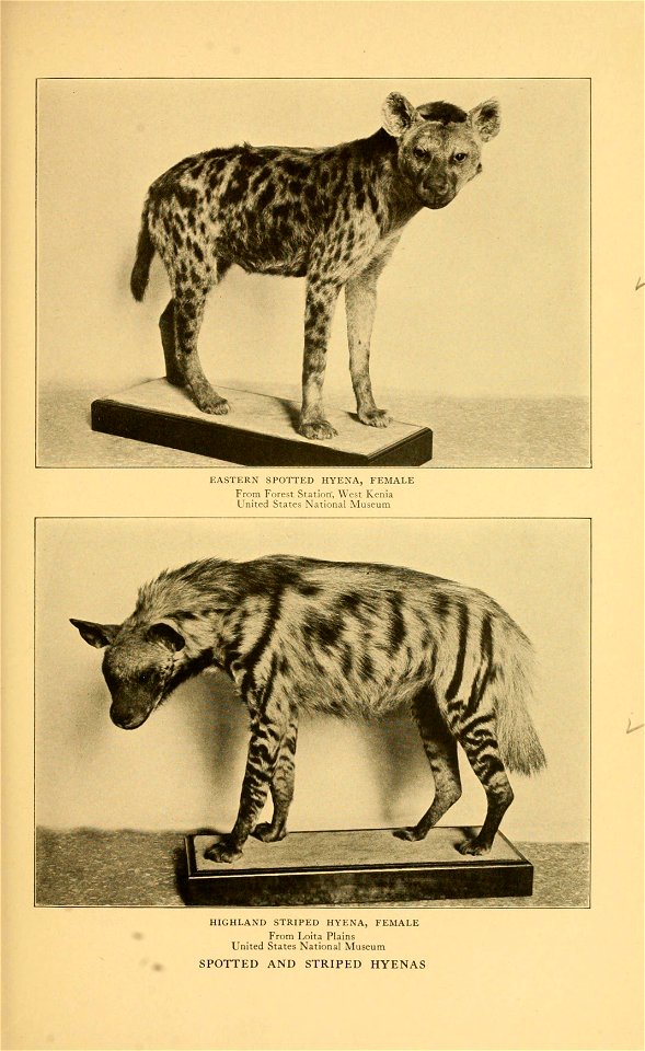 1^ 
EASTERN SPOTTED HYENA, FEMALE 
From Forest Station, West Kenia 
United States National Museum 
HIGHLAND STRIPED HYENA, FEMALE 
From Loita Plains 
United States National Museum 

SPOTTED AND STRIPE