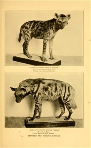 1^ EASTERN SPOTTED HYENA, FEMALE From Forest Station, West Kenia United States National Museum HIGHLAND STRIPED HYENA, FEMALE From Loita Plains United States National Museum SPOTTED AND STRIPE photo