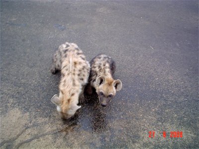Spotted Hyena cubs we found on the road between Skukuza and Phabeni gate, they were so thirsty they were crawling under vehicles to drink the water dripping from the air conditioner units. We gave the