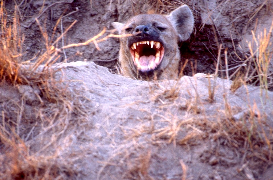 Nothing funny happening here...except maybe that you're being laughed at by this spotted Hyena (Crocuta crocuta) all the way from South Africa. Happy April Fool's Day
