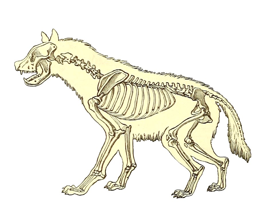 Illustration of cave hyena