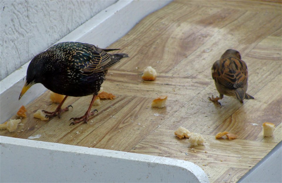 Sturnus vulgaris - dokarmianie po powrocie do gniazda