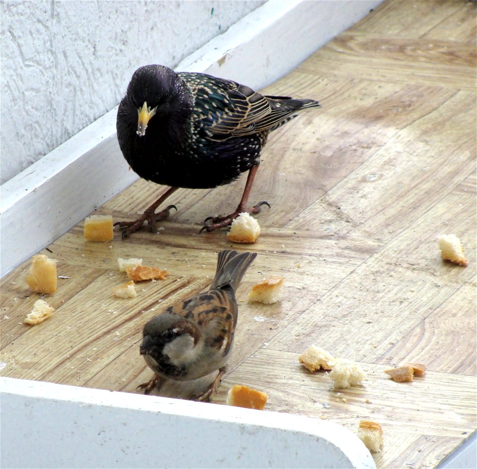 Sturnus vulgaris - dokarmianie po powrocie do gniazda