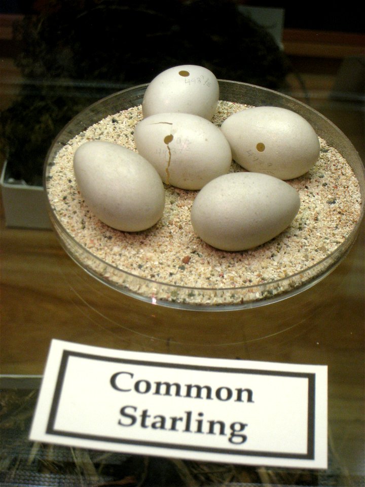 Common starling eggs in Museum of Science, Boston, Massachusetts, USA. Note that there was no prohibition against photography in the museum.