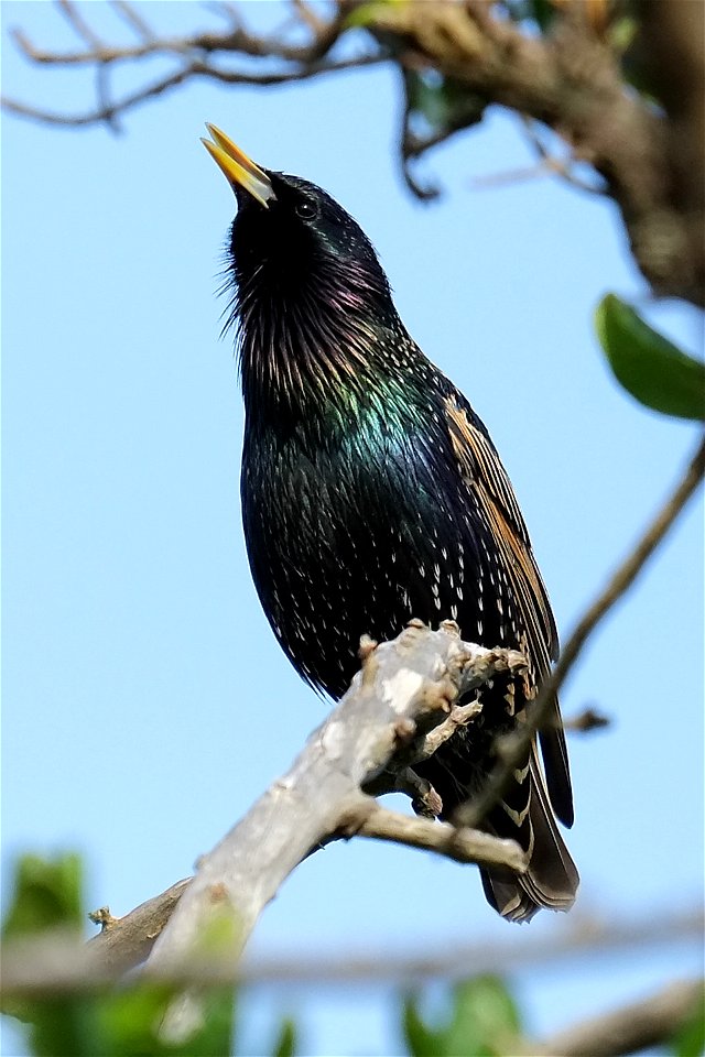 Feral Common Starling Sturnus vulgaris perched on a branch and singing (near Wellington, New Zealand).