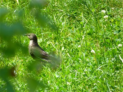 Diesjähriger Star in meinem Garten