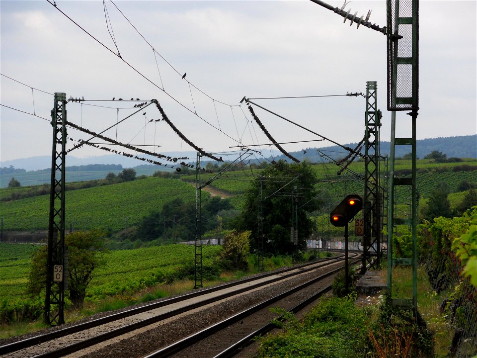 Ein Starenschwarm sitzt im Erbacher Marcobrunn auf den Oberleitungen der Rechten Rheinstrecke sozusagen am gedeckten Tisch der in den Rebzeilen reifenden Weintrauben.