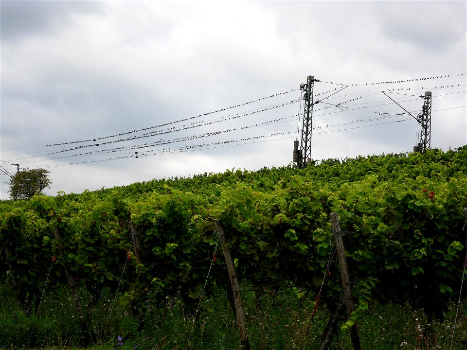 Ein Starenschwarm sitzt auf den Oberleitungen der Rechten Rheinstrecke sozusagen am gedeckten Tisch der im Erbacher Marcobrunn reifenden Weintrauben, Blick von Süden.