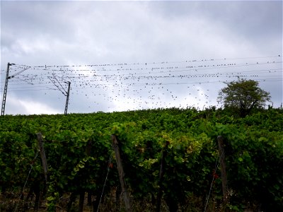 Ein Starenschwarm fliegt von den Rebstöcken der im Erbacher Marcobrunn reifenden Weintrauben auf und setzt sich für eine Fresspause auf die Oberleitungen der Rechten Rheinstrecke.