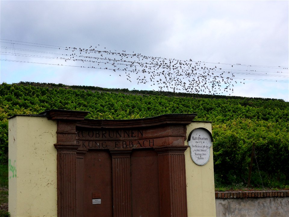 Ein Starenschwarm startet von den Oberleitungen der Rechten Rheinstrecke im Erbacher Marcobrunn zu einer kleinen Flugrunde.