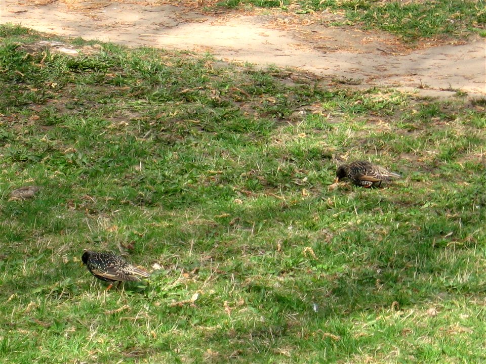 European starling on the lawn in the center of city Wrocław, Poland; spring 2008