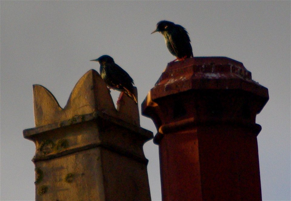 Winter Starlings and chimney pots: just before dusk with a frost coming...