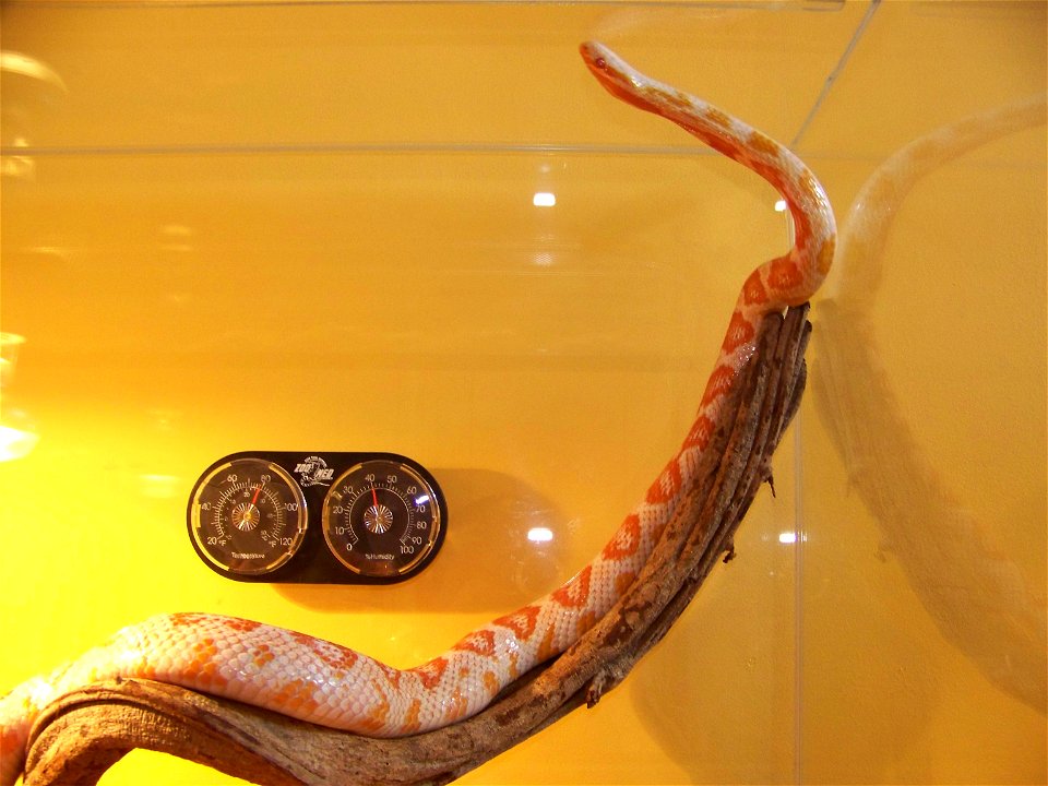 elaphe guttata