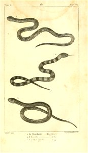 English:  
1. The Corn snake (Pantherophis guttatus)
2. The King snake (Lampropeltis)

3. The Smooth snake (Coronella austriaca)Français :  
1. La Mouchetée (Pantherophis gutt