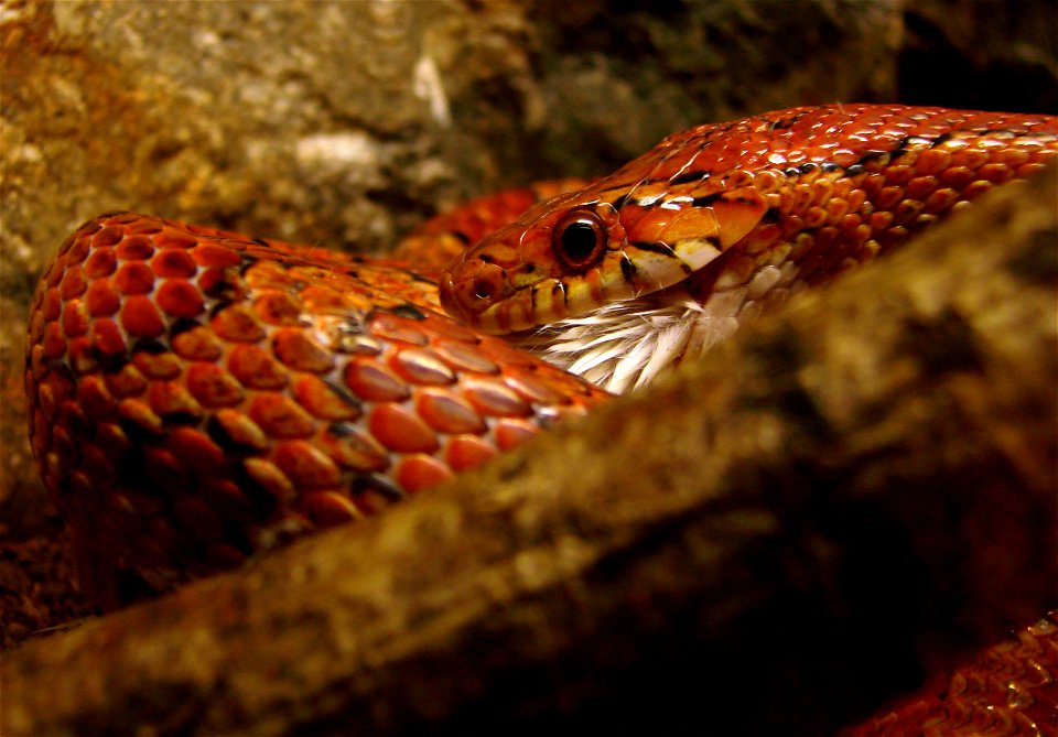 Serpent des blés (Pantherophis guttatus, Sud-Est des Etats-Unis) en train de manger une souris, dans un terrarium. La souris lui est donnée déjà morte. Il s'enroule autour de sa proie puis l'avale en 