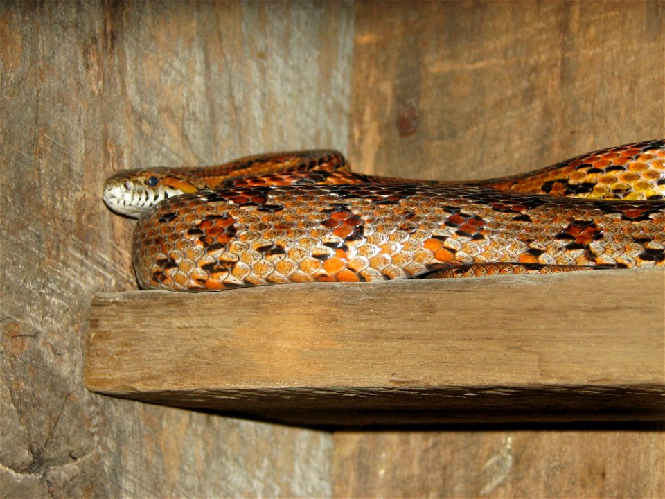 Red Chicken Snake (corn snake) - Pantherophis guttatus