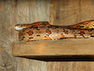 Red Chicken Snake (corn snake) - Pantherophis guttatus
