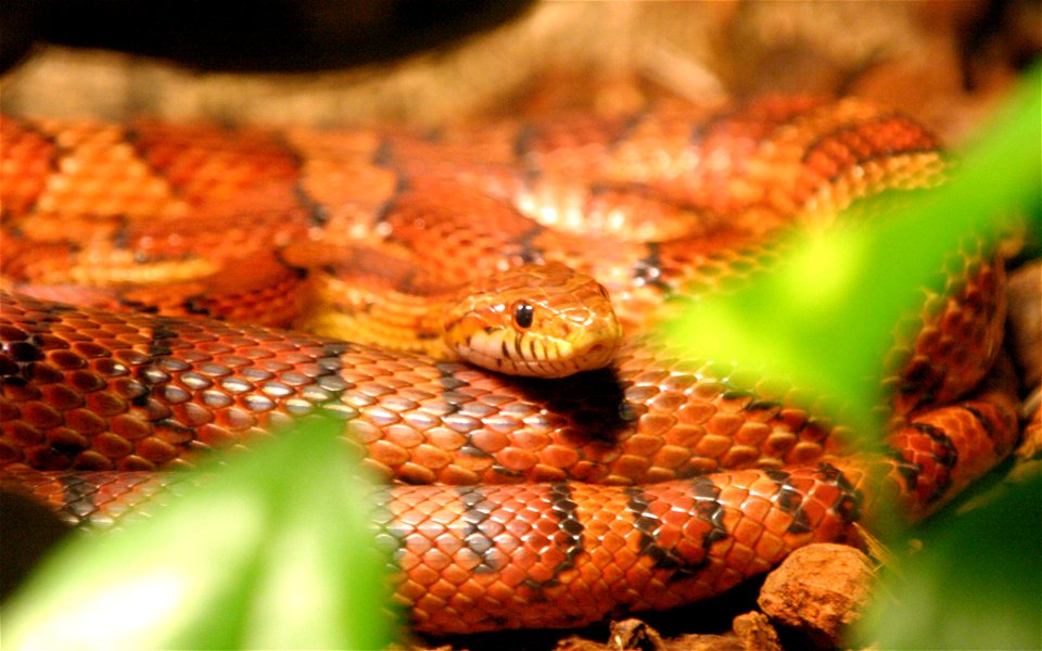 : Corn Snake (Pantherophis guttatus); de: Kornnatter