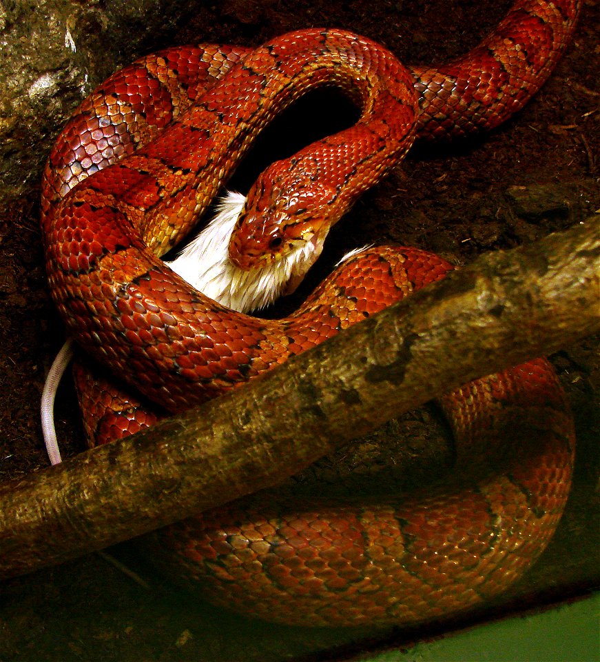 Serpent des blés (Pantherophis guttatus, Sud-Est des Etats-Unis) en train de manger une souris, dans un terrarium. La souris lui est donnée déjà morte. Il s'enroule autour de sa proie puis l'avale en 