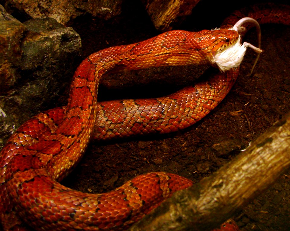 Serpent des blés (Pantherophis guttatus, Sud-Est des Etats-Unis) en train de manger une souris, dans un terrarium. La souris lui est donnée déjà morte. Il s'enroule autour de sa proie puis l'avale en 