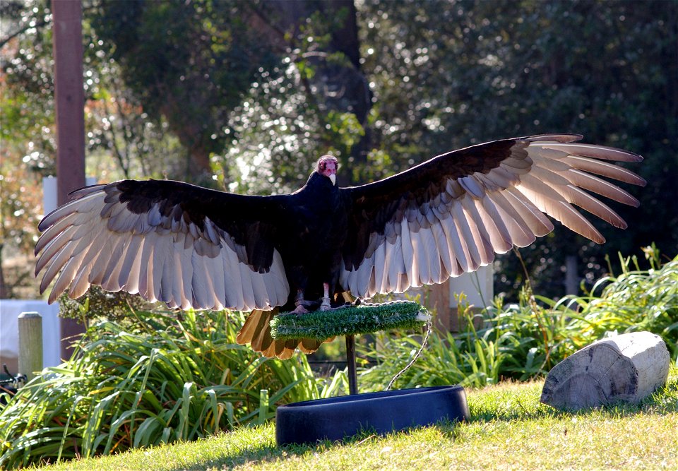 Turkey vulture in captivity at the San Francisco Zoo, California. Photo taken Jan. 24, 2007.