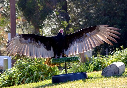 Turkey vulture in captivity at the San Francisco Zoo, California. Photo taken Jan. 24, 2007.