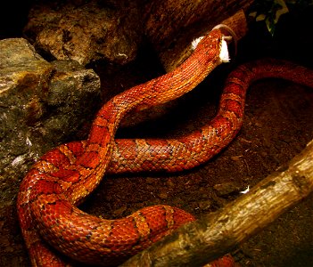 Serpent des blés (Pantherophis guttatus, Sud-Est des Etats-Unis) en train de manger une souris, dans un terrarium. La souris lui est donnée déjà morte. Il s'enroule autour de sa proie puis l'avale en 