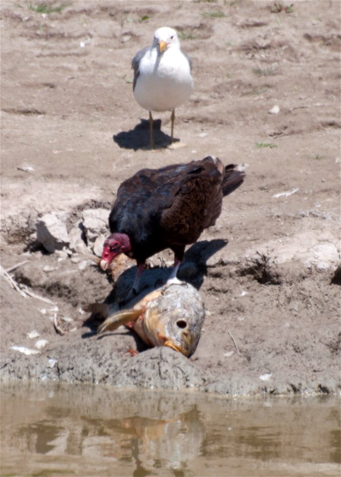 Category: Animal Behavior

Photo Credit: L. Bush