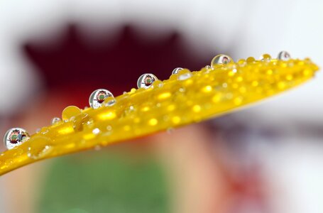 Refractive petal yellow