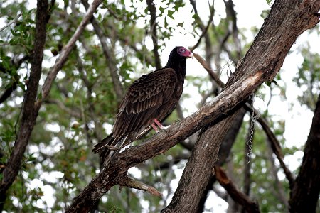 Turkey Vulture, NPSPhoto, R. Cammauf (2) photo