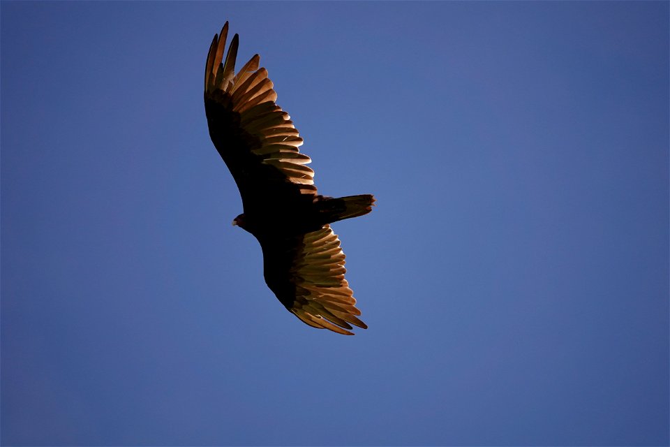 Turkey Vulture (Cathartes aura) in flight along Pacific Crest Trail in July 2018 in the Columbia River Gorge, photo courtesy of through-hiker Eva-Maria Mauz.