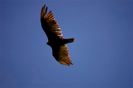 Turkey Vulture (Cathartes aura) in flight along Pacific Crest Trail in July 2018 in the Columbia River Gorge, photo courtesy of through-hiker Eva-Maria Mauz. photo