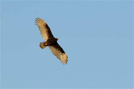 At Cape Romain National Wildlife Refuge in South Carolina.
www.fws.gov/caperomain/

Photographer: Garry Tucker, USFWS.