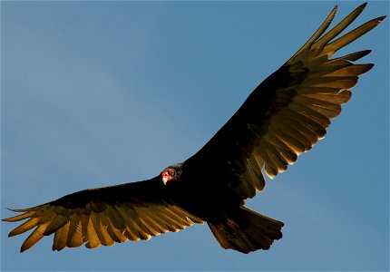 Turkey Vultures can be found on all of the National Wildlife Refuges along the Oregon coast where they feed on dead marine mammals, seabirds and other carrion. Photo courtesy of Roy W. Lowe photo