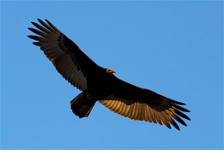 Turkey vulture (Cathartes aura), Joshua Tree National Park. NPS/Brad Sutton photo